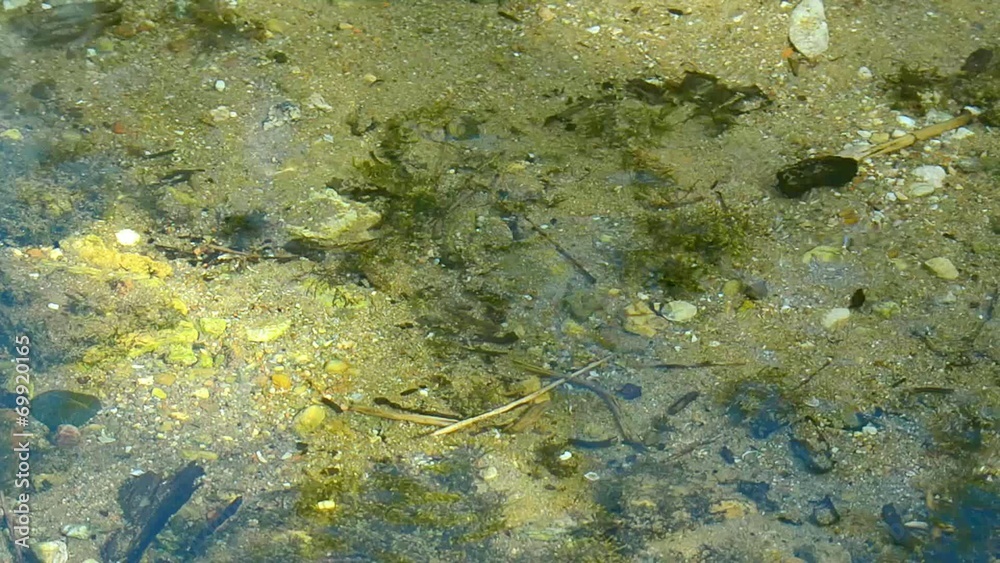 Beginning of Pedja river near Simuna wellspring, Estonia