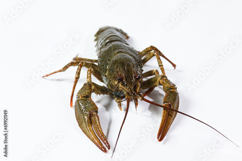 one live crayfish