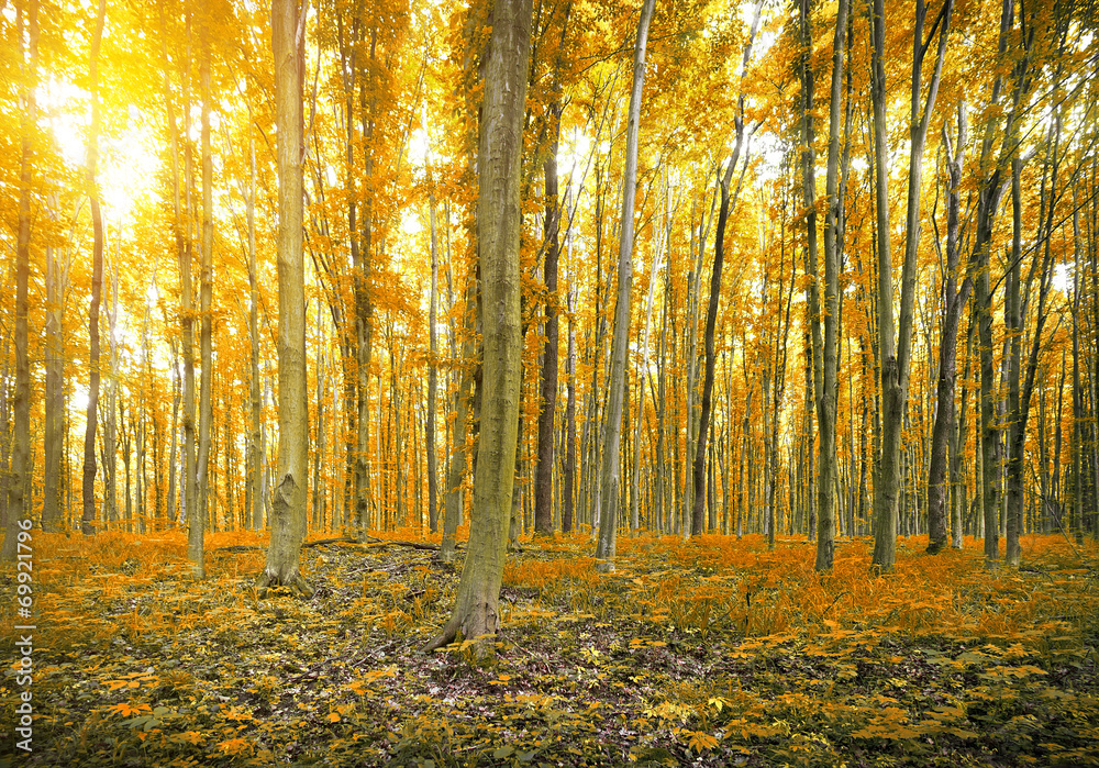 Obraz premium Forest