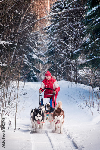 Woman musher hiding behind sleigh at sled dog race on snow in wi