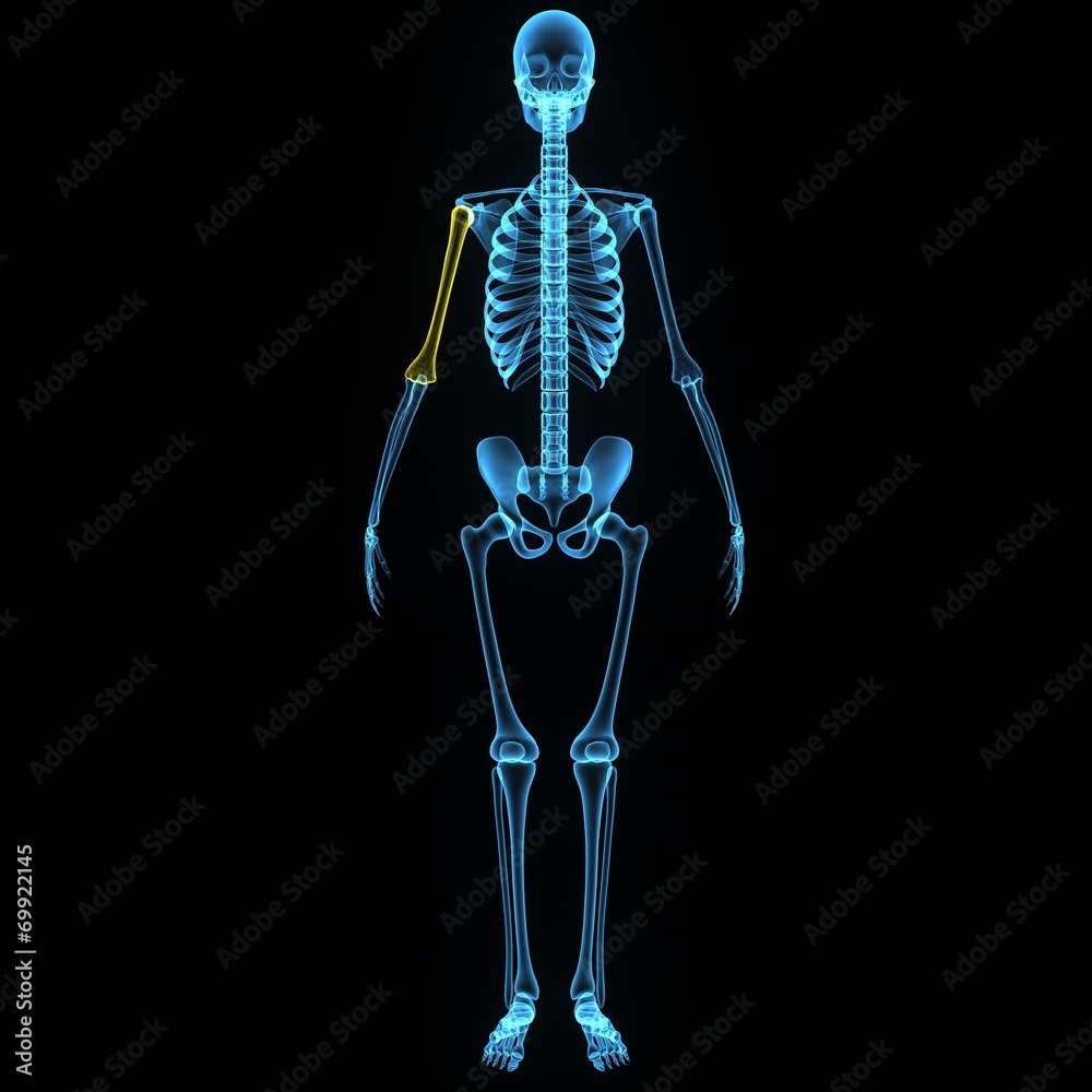 Humerus_Right Humerus_Right