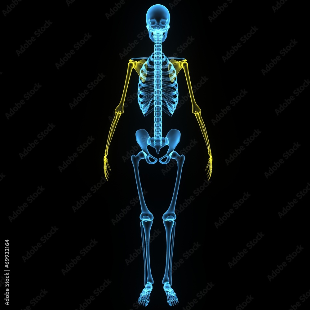 Skeleton hands Skeleton hands