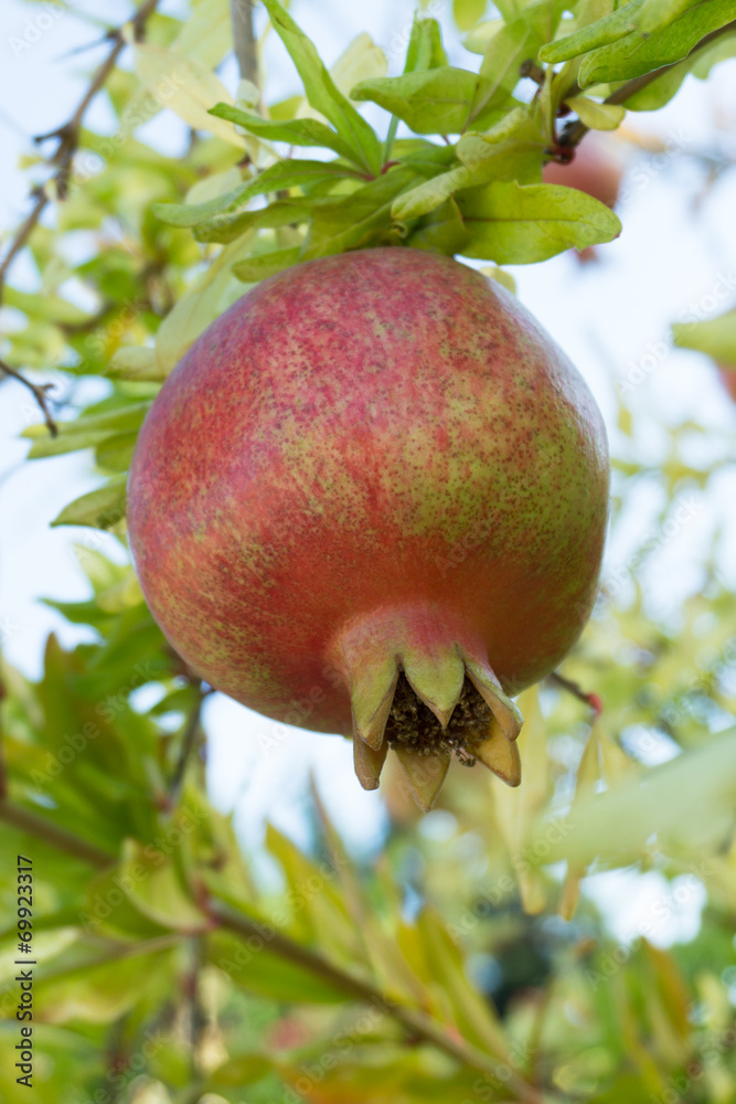 Pomegranate