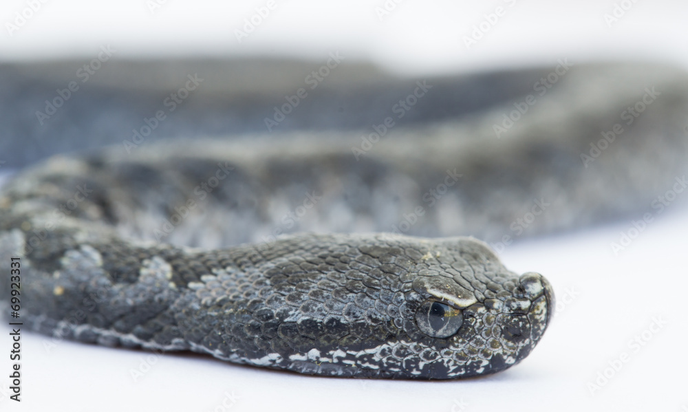 Viper snake baby, Vipera latastei Viper snake baby, Vipera latastei