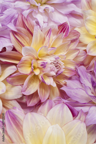 Fototapeta Naklejka Na Ścianę i Meble -  dahlia