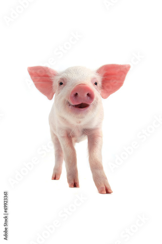 Obraz na płótnie smile pig