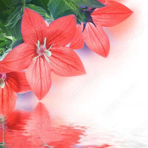Fototapeta Naklejka Na Ścianę i Meble -  Bouquet of bells and butterfly, floral background