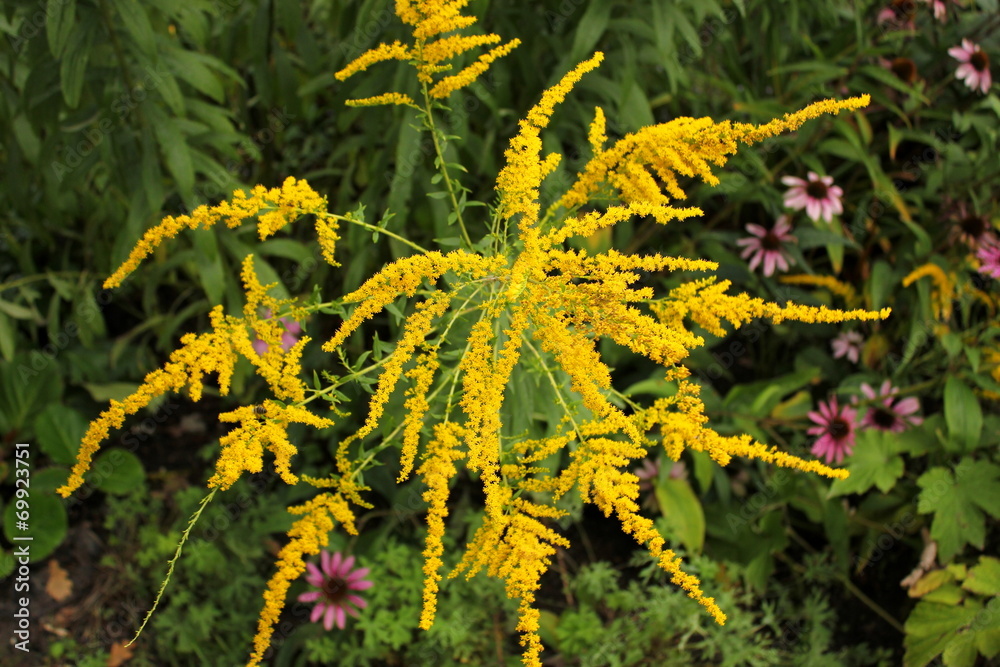 Die Blüten des Allergie auslösenden Ragweed StockFoto Adobe Stock