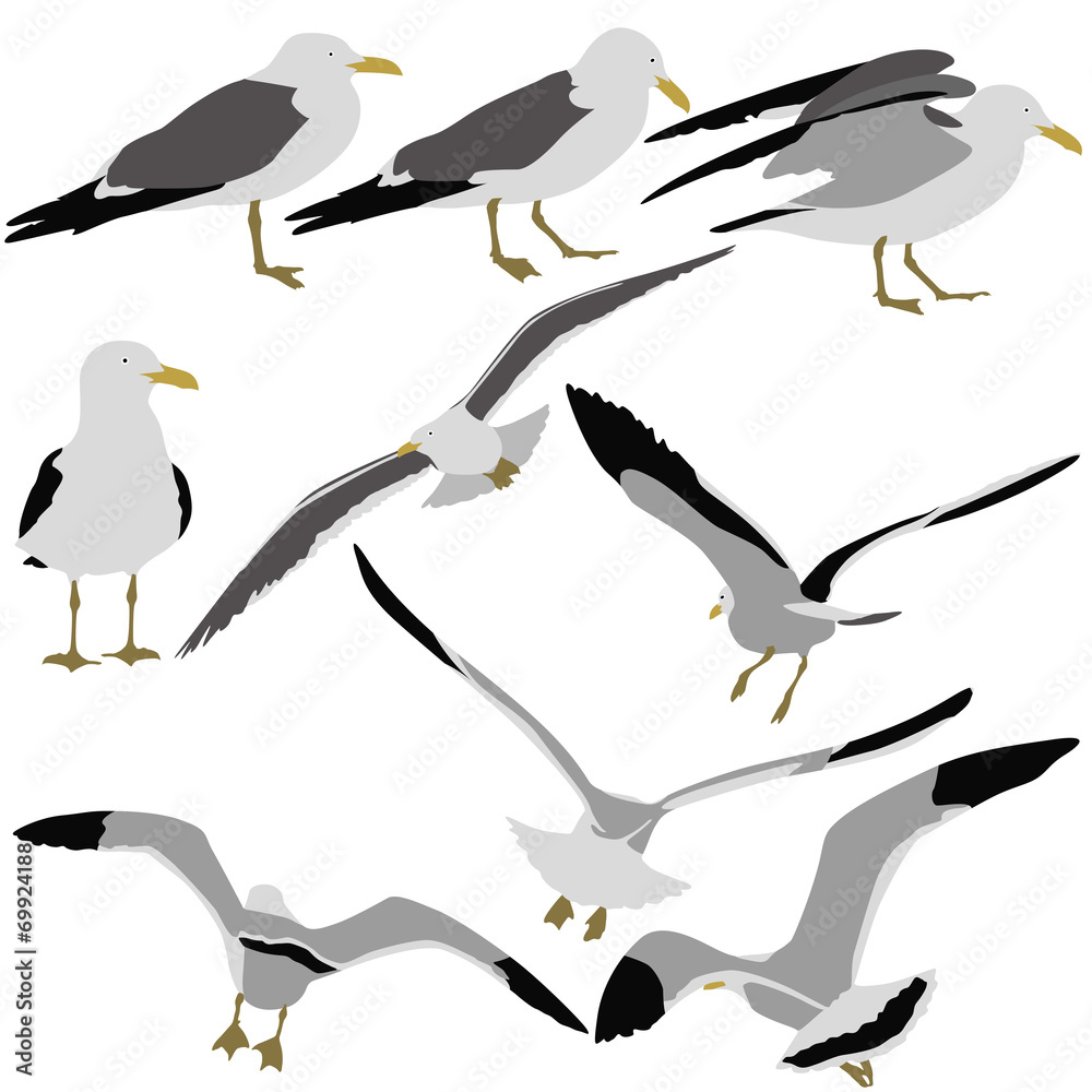 Obraz premium Set black silhouettes of seagulls on white background.