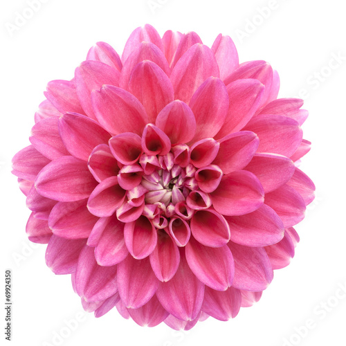 Pink dahlia isolated