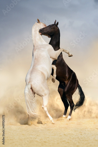 Achal-teke horse fight #69926375