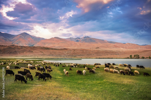 Murais de parede A herd of sheep and goats grazing near the lake at the foot of t