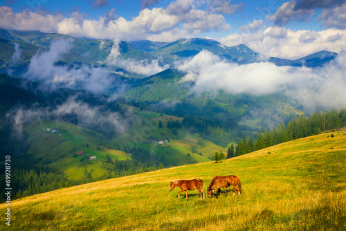Amazing mountain landscape with fog and horses