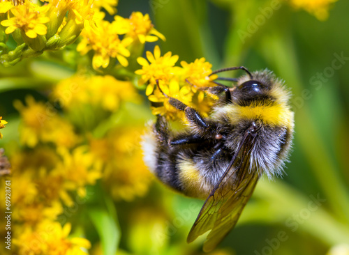 Fototapete Bumblebee on a yellow flower