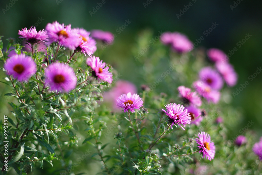 Obraz premium Freshness flowers