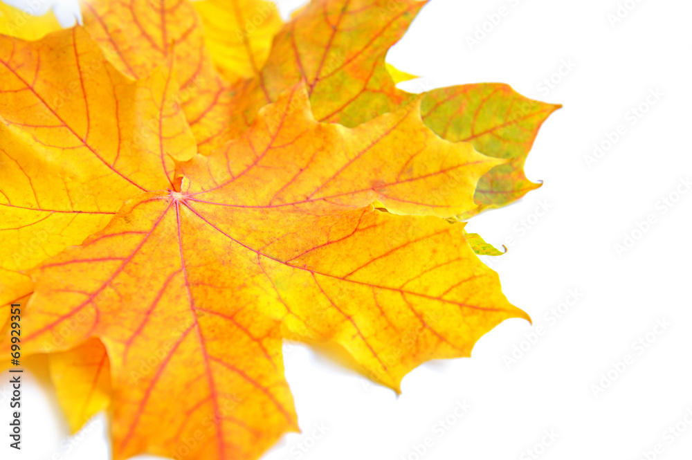 Autumn maple leaves on white background Autumn maple leaves on white background