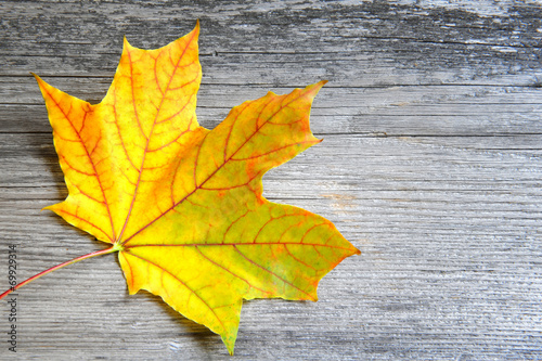 Autumn leaf over old wooden background. With copy space