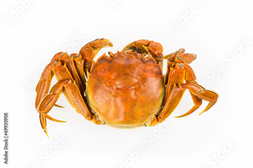 cooked crab closeup