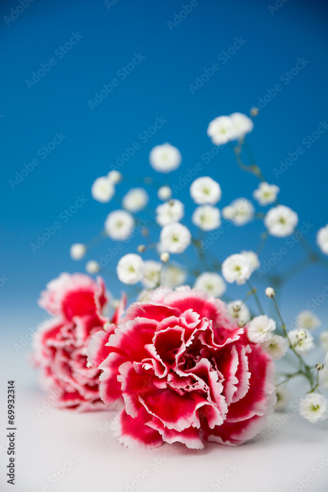 カーネーション