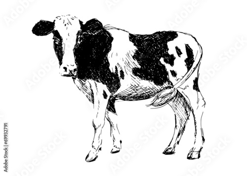 Hand drawing cow. Vector illustration