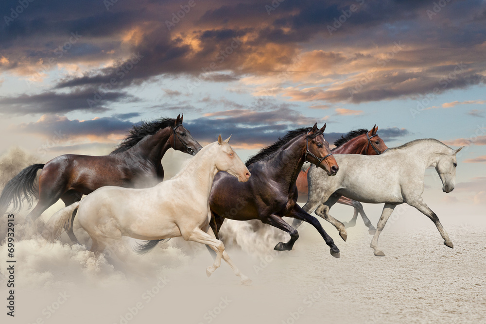 Fototapeta  Pięć koni biegnących galopem na pustyni o zachodzie słońca