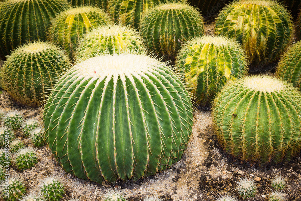 Cacti Cacti