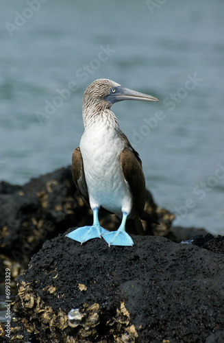 Fou à pieds bleus