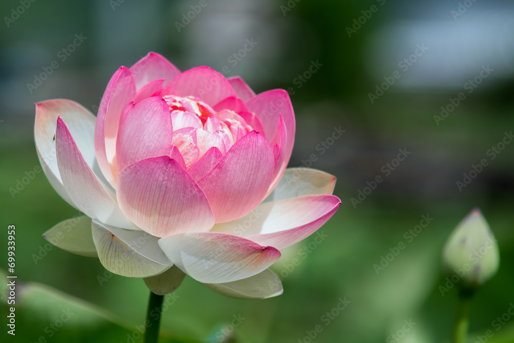 蓮の花 蓮の花