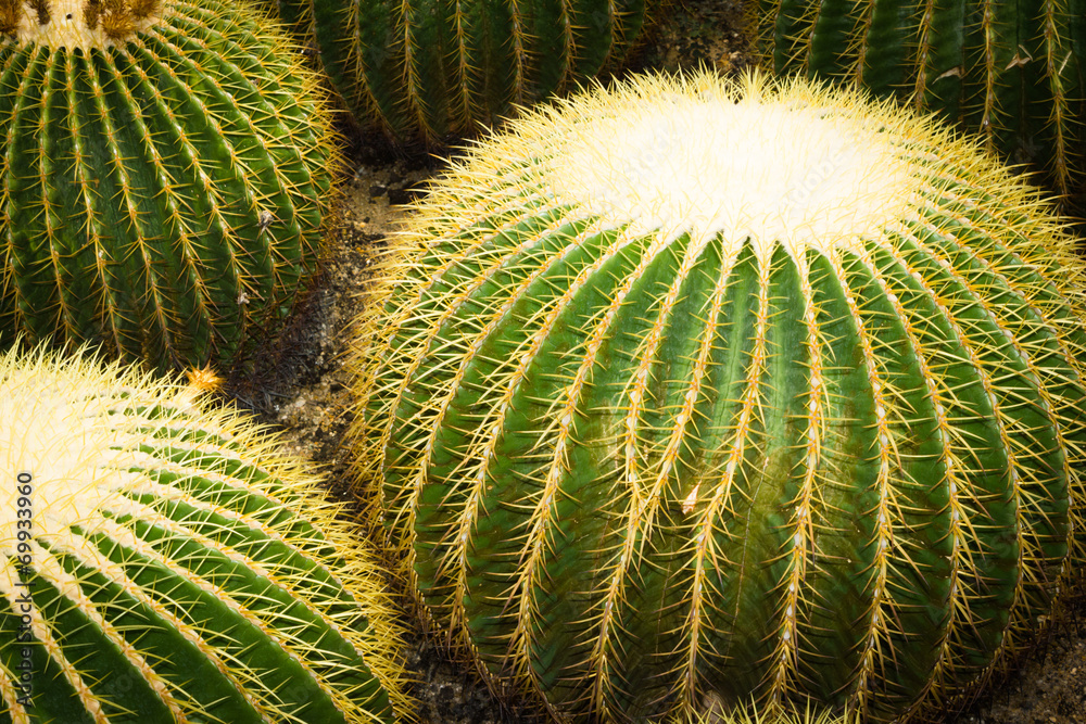 Cacti Cacti