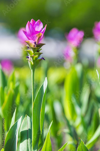 Pink Siam Tulip