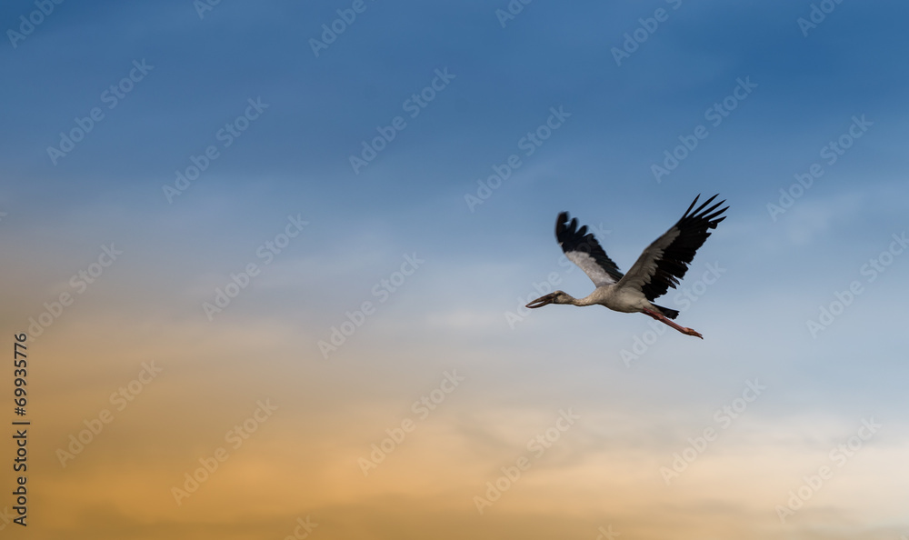 Fototapeta premium birds