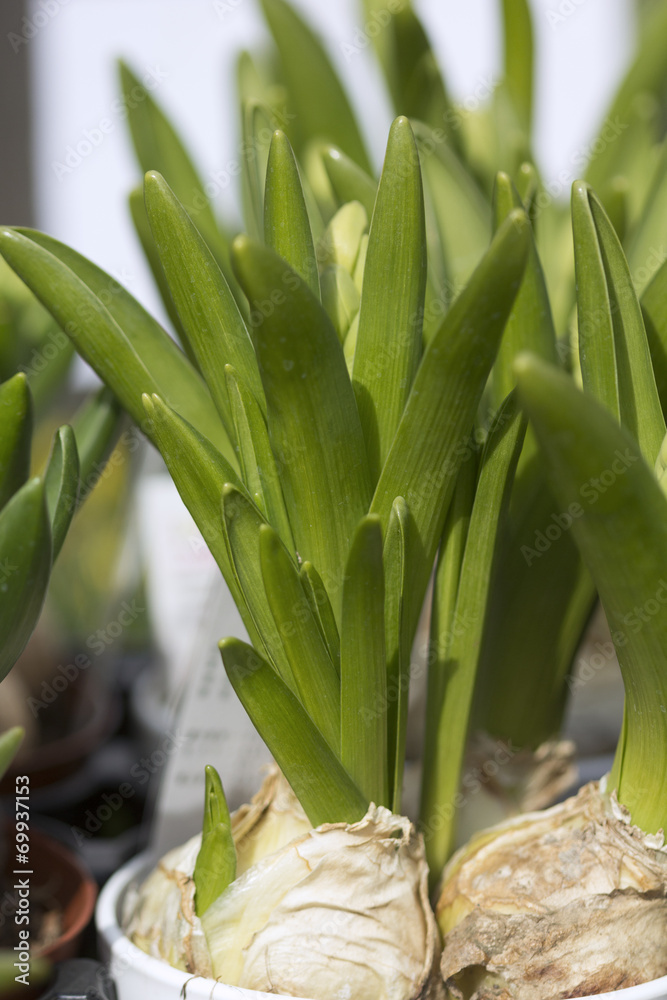 Obraz premium ヒアシンス