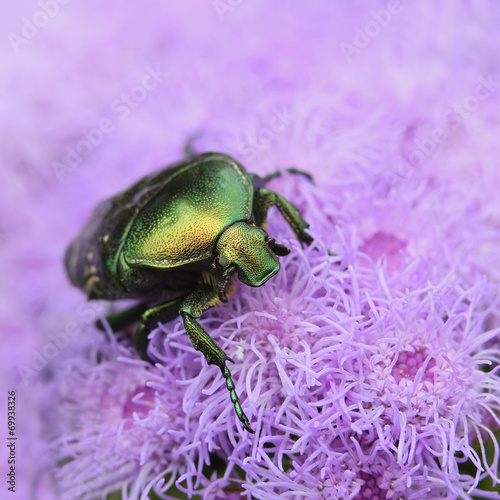 Bettle Cetonia aurata photo