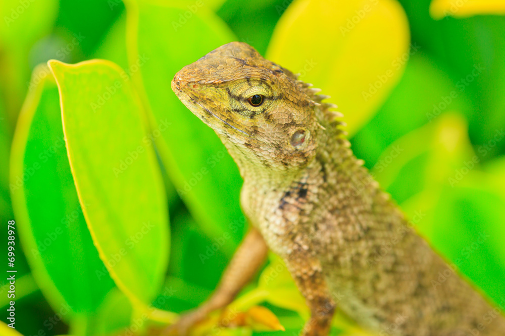 Obraz premium chameleon .