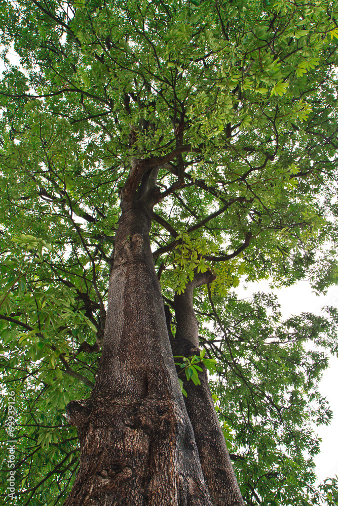 Fototapeta premium Suicide tree