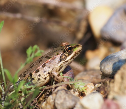 European Marsh Frog, Rana ridibunda