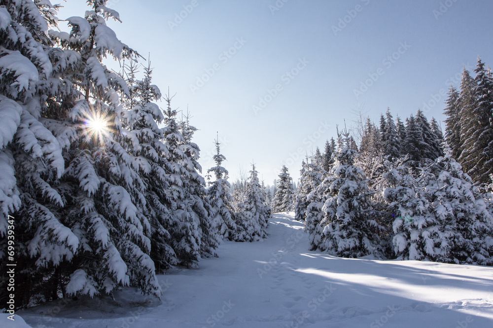 Winter in mountains Carpathians, Ukraine - obrazy, fototapety, plakaty 