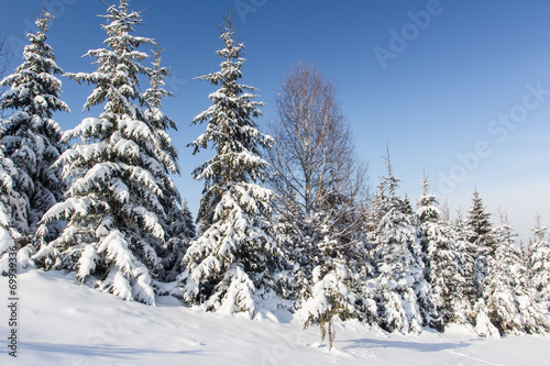 Winter in mountains Carpathians, Ukraine