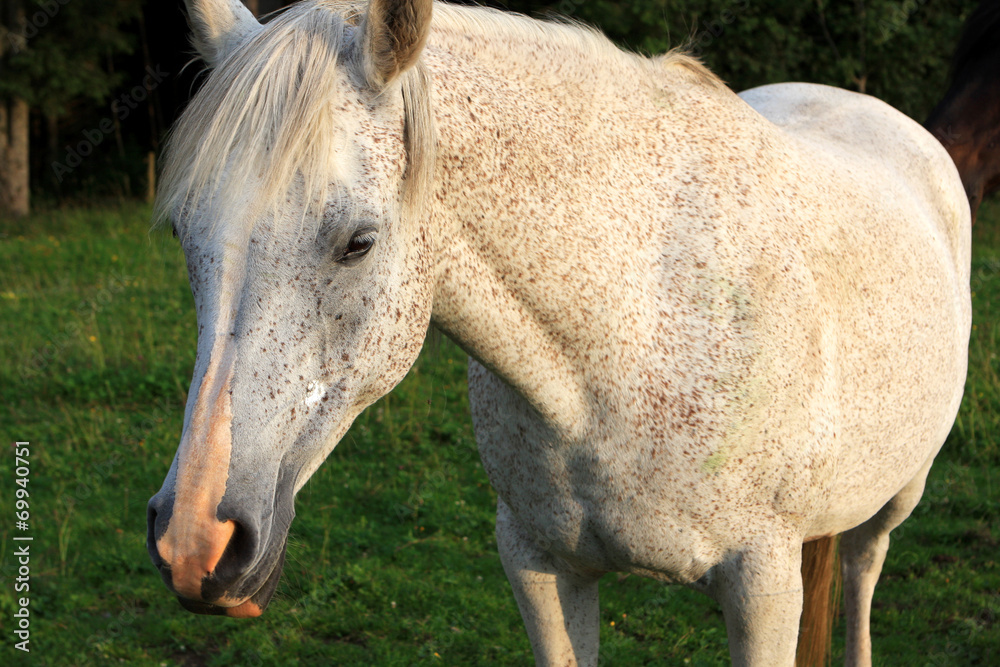 Fototapeta premium White horse on the green field, Germany