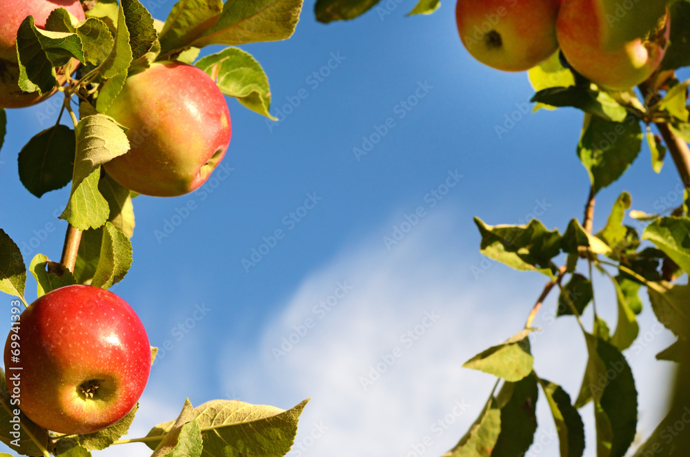 Beautiful color fresh apples standing on a branch of the tree in