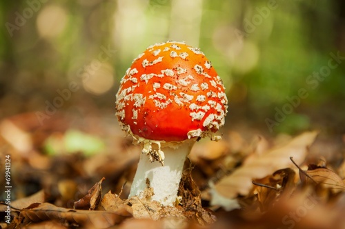 Red mushroom with white dots in autumn forest