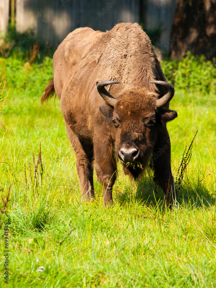 European wood bison European wood bison
