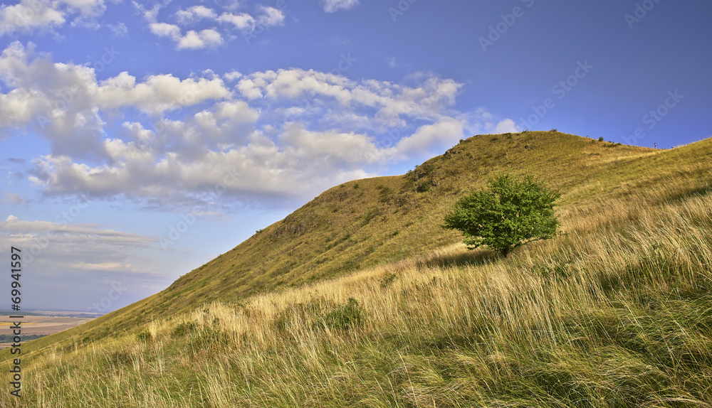 Fototapeta premium Tree and hill