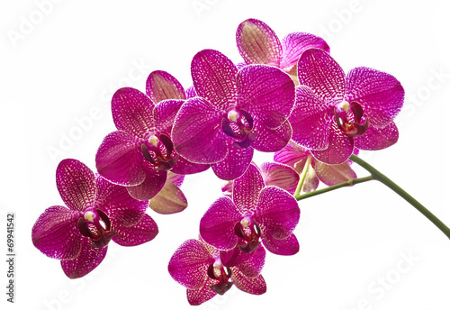 Fototapeta Naklejka Na Ścianę i Meble -  Flower orchids