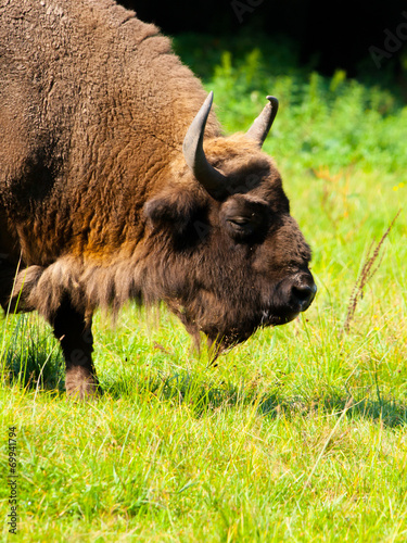 Detailed view of european bison