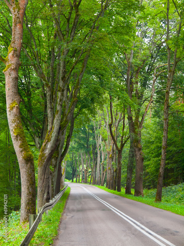 Country road with green tree alley