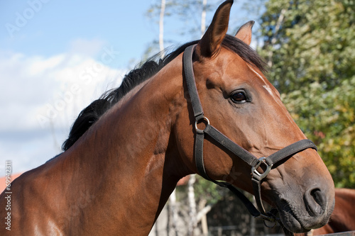 bay horse profile portrait