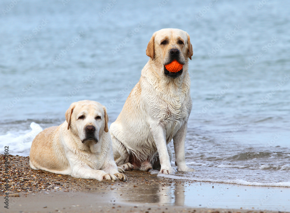 labradors at the sea with a ball