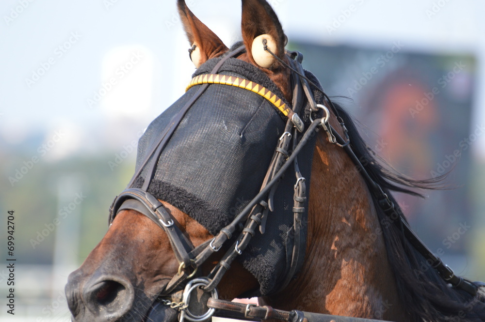 Obraz premium trotteur