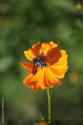 キバナコスモスとハチ © genkibaby